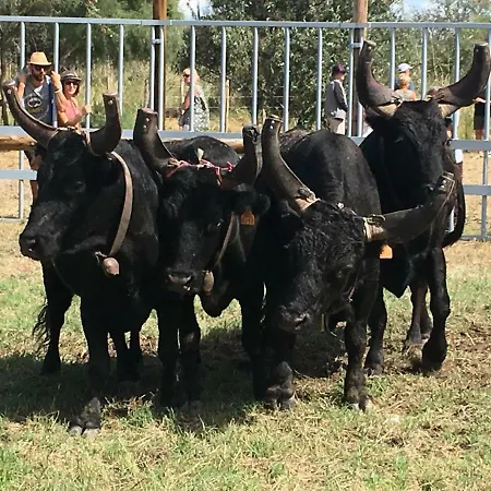 Le Château Leenhardt Le Grau-du-Roi
