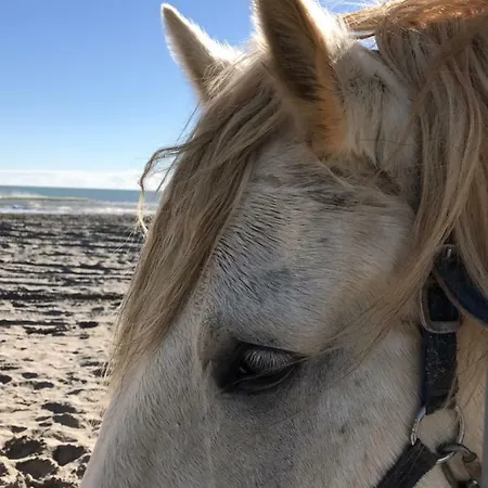Le Chateau Leenhardt Le Grau-du-Roi