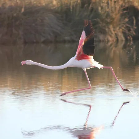 Apartmán Le Chateau Leenhardt Le Grau-du-Roi