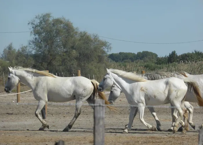 Le Chateau Leenhardt *